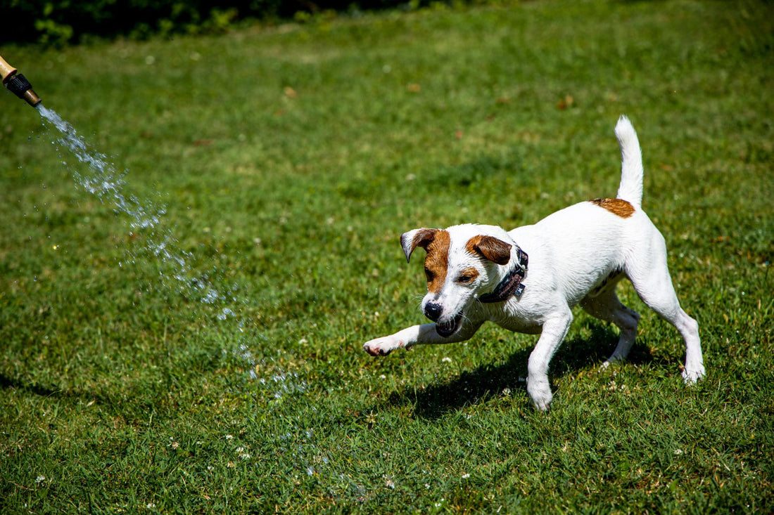 So hältst du deinen Hund im Sommer fit & happy
