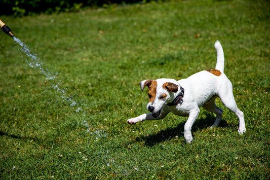 So hältst du deinen Hund im Sommer fit & happy