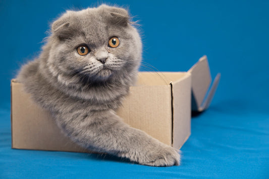 5 Gründe, warum interaktives Spielzeug deiner Katze guttut