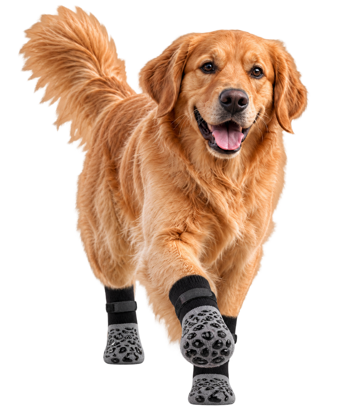 Laufender Golden Retriever mit schwarz-grauen Pfotensocken